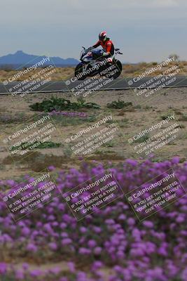 media/Jan-14-2023-SoCal Trackdays (Sat) [[497694156f]]/Turn 14 Exit Bloomig (145pm)/